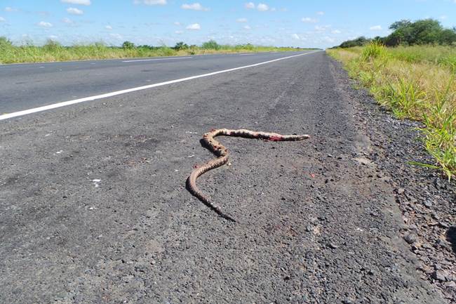 La transchaco es progreso para los menonitas, pero para su naturaleza y para muchos nativos representó su muerte. Foto: Mónica Omayra. 