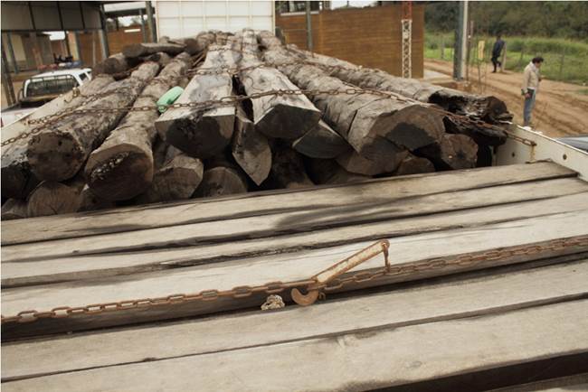 Un camión con rollos de madera incautados en Filadelfia. Foto: Diego Rivas. 